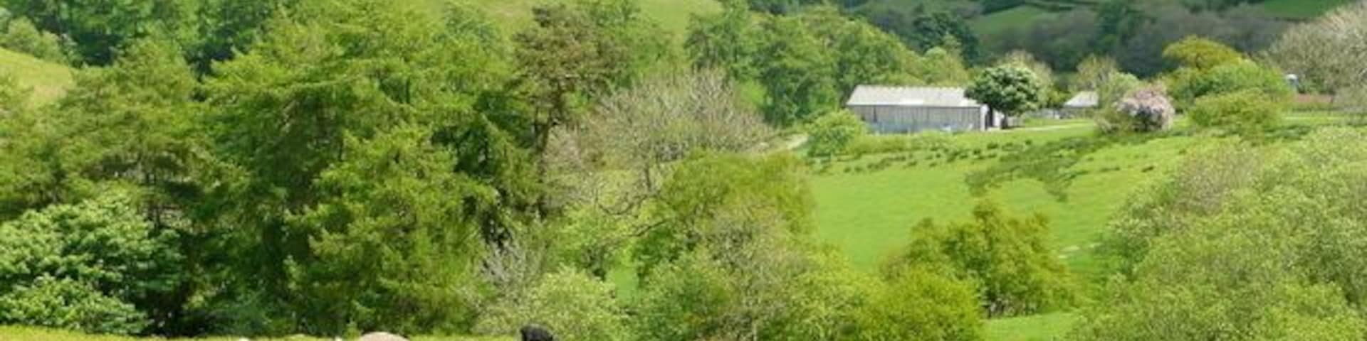 A variety of livestock Horses, cattle and sheep on the eastern flank of Banc Gorddwr. Ddol can be seen at the head of the upper Teme (Tefeidiad) valley. Viewed from the B4355.