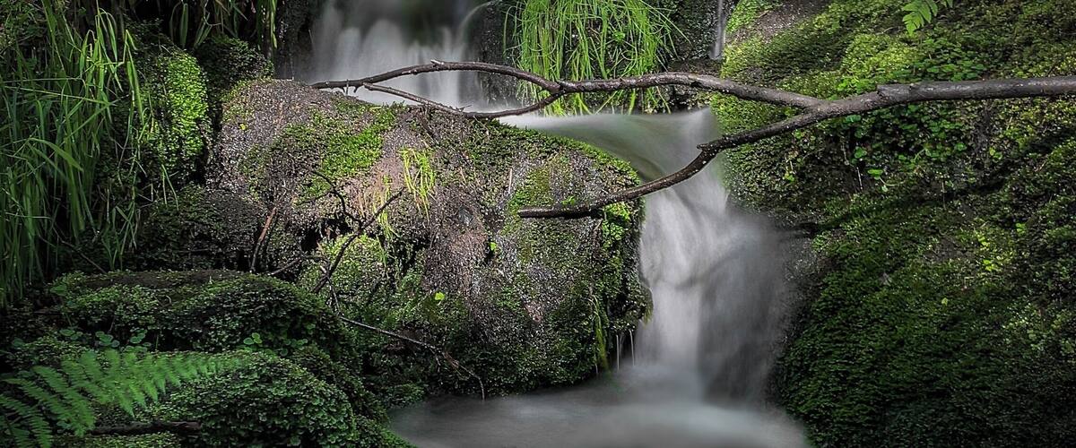 A serene forest stream with moss-covered rocks and lush greenery.