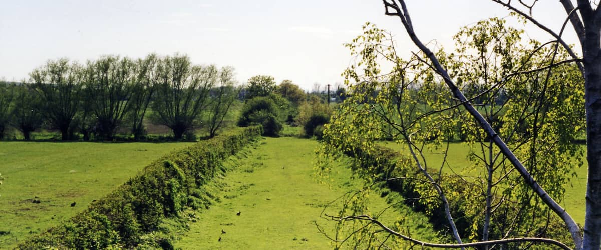 A green field with a hedge and trees.