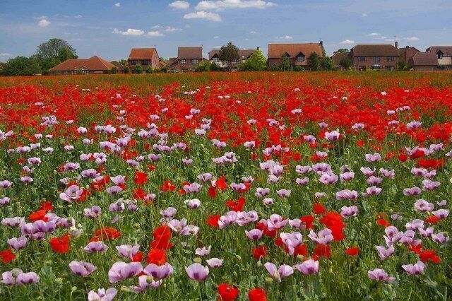 Poppies, Baston, Lincolnshire. The whole of the field between King Street and the Baston Fields housing estate was ablaze with colour during summer 2005. – Opium poppies (Papaver somniferum) in the foreground and more red poppies (Papaver sp., likely P. rhoeas) in the background; this field was maybe used for opium poppy production in the year before, and was left fallow in 2005.