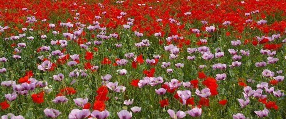 Poppies, Baston, Lincolnshire. The whole of the field between King Street and the Baston Fields housing estate was ablaze with colour during summer 2005. – Opium poppies (Papaver somniferum) in the foreground and more red poppies (Papaver sp., likely P. rhoeas) in the background; this field was maybe used for opium poppy production in the year before, and was left fallow in 2005.