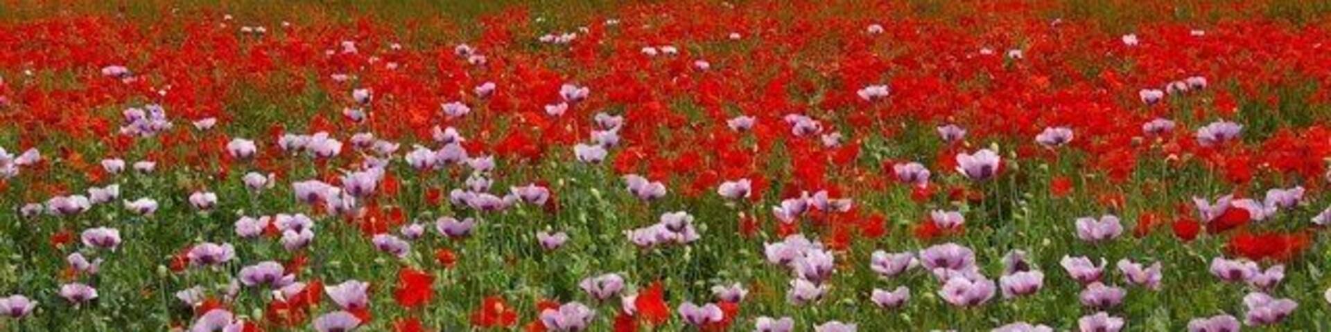 Poppies, Baston, Lincolnshire. The whole of the field between King Street and the Baston Fields housing estate was ablaze with colour during summer 2005. – Opium poppies (Papaver somniferum) in the foreground and more red poppies (Papaver sp., likely P. rhoeas) in the background; this field was maybe used for opium poppy production in the year before, and was left fallow in 2005.