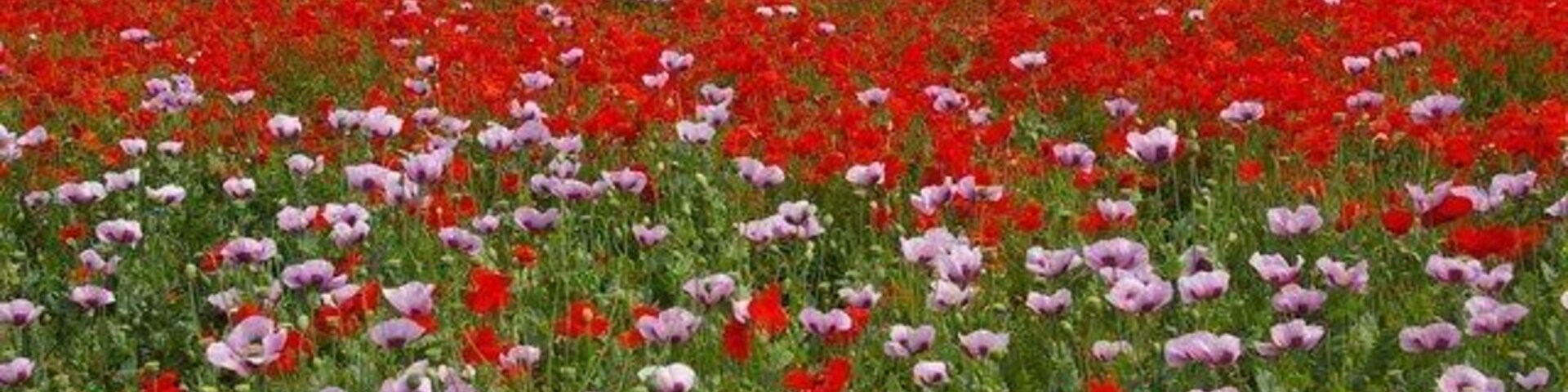 Poppies, Baston, Lincolnshire. The whole of the field between King Street and the Baston Fields housing estate was ablaze with colour during summer 2005. – Opium poppies (Papaver somniferum) in the foreground and more red poppies (Papaver sp., likely P. rhoeas) in the background; this field was maybe used for opium poppy production in the year before, and was left fallow in 2005.