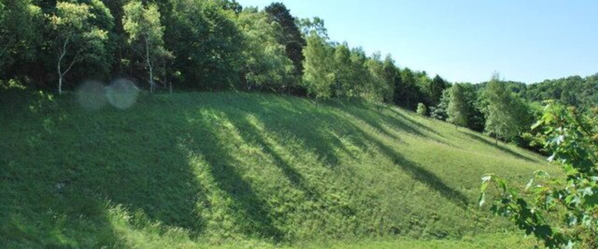 A grassy hillside with trees and a clear sky.