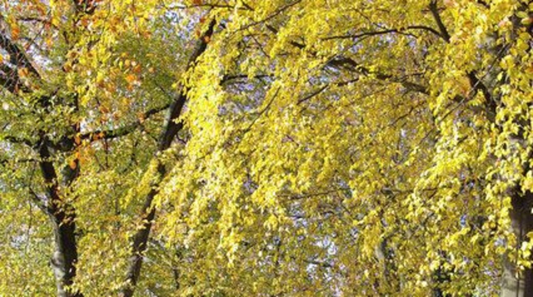 Footpath from Cherry Hill Road to Barnt Green Station This footpath with its majestic avenue of beech trees was created to provide a direct route to the Lickey Hills for visitors arriving by train.