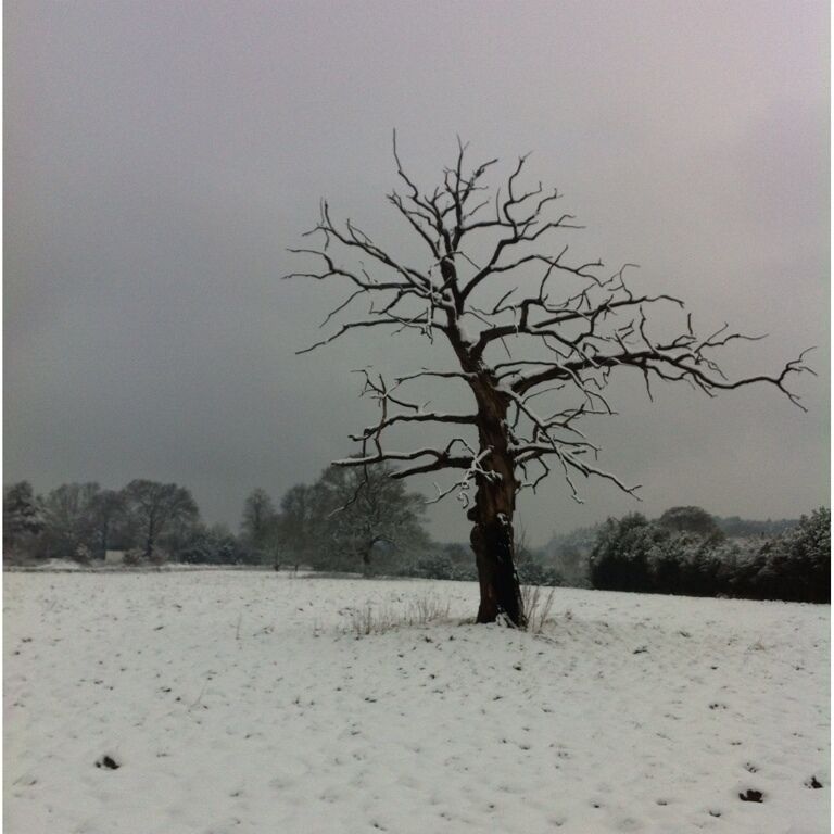 Beautiful tree skeleton on a wintry landscape