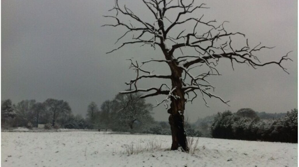 Beautiful tree skeleton on a wintry landscape