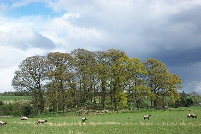 Wooded area towards the Gauls Bankfoot