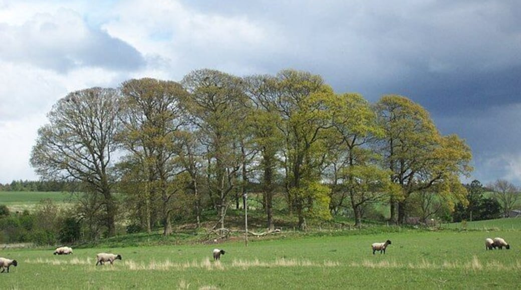 Wooded area towards the Gauls Bankfoot