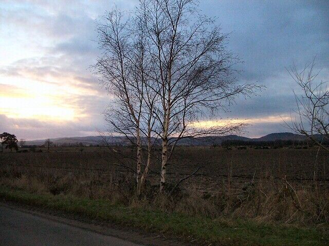 Silver birch and ploughed field. Looking north west from the minor road between Bankfoot and Murthly.