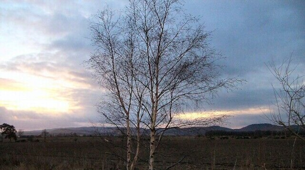Silver birch and ploughed field. Looking north west from the minor road between Bankfoot and Murthly.