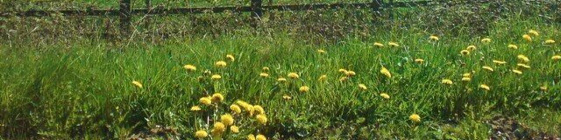 Rural view Seen from the A40.