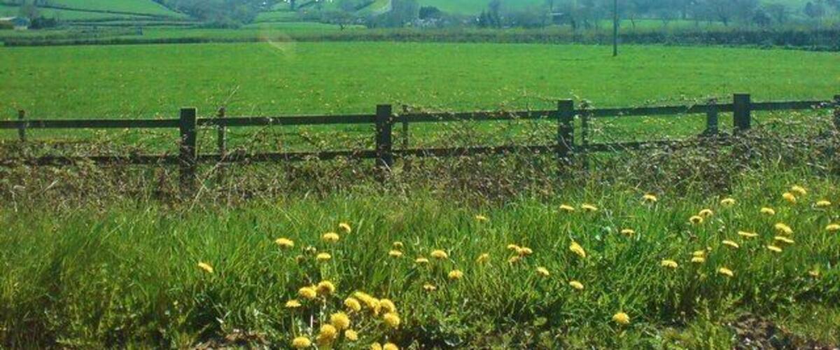 A green field with a wooden fence, yellow flowers, and rolling hills in the background.