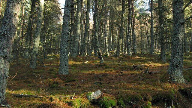 Forest, Craigiemeg Hill Pine woods on lower slopes of Craigiemeg Wood in Glen Prosen. Part of a large Forestry Commission plantation.
