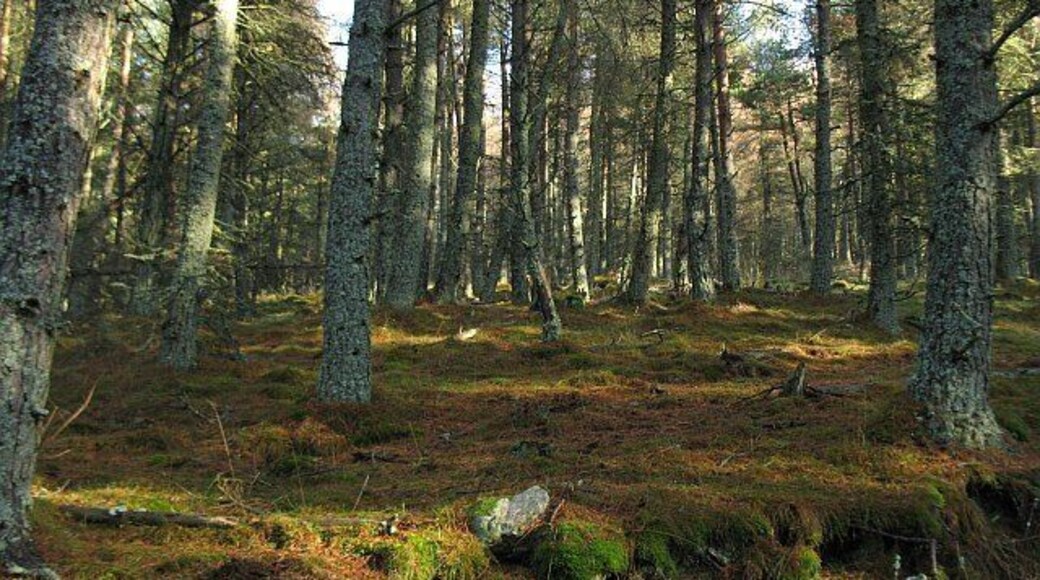 Forest, Craigiemeg Hill Pine woods on lower slopes of Craigiemeg Wood in Glen Prosen. Part of a large Forestry Commission plantation.