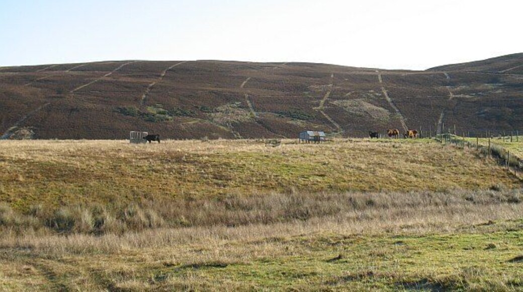 Cattle, Glen Logie Cattle, including a Limousin bull, hanging around near the feeders in rough enclosures surrounded by electric fencing.