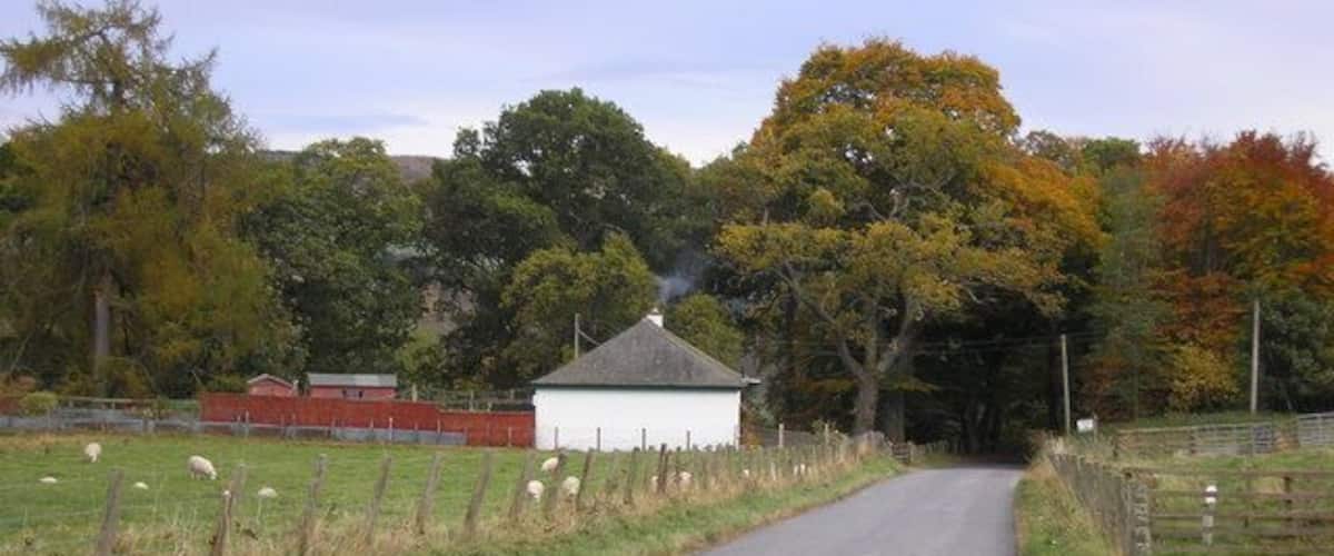 A rural road with a white building, sheep, and trees in the background.