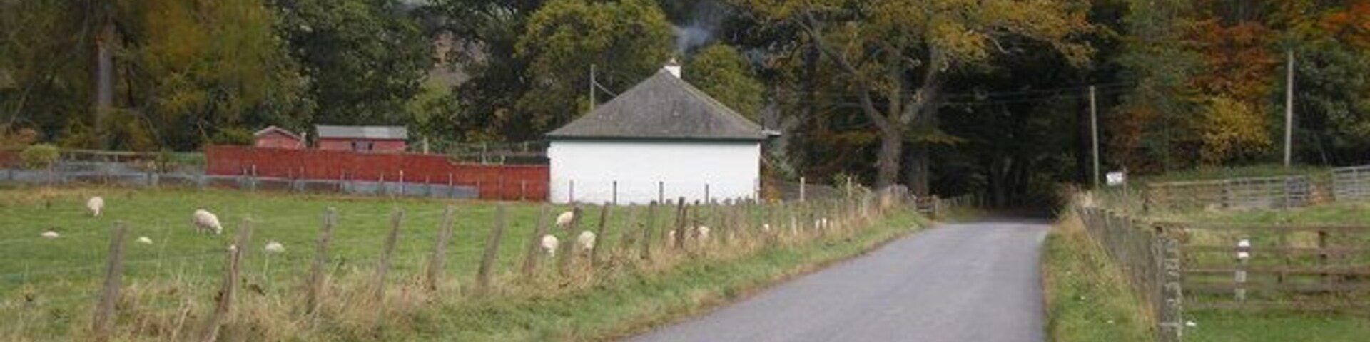 A rural road with a white building, sheep, and trees in the background.