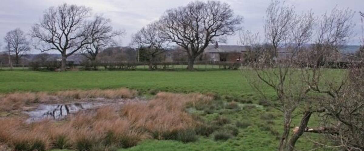 A grassy field with a small pond, leafless trees, and a distant building.