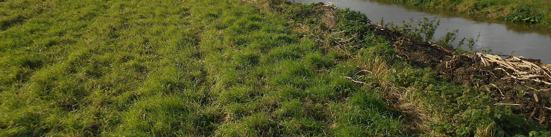 The River Cary, as it runs through a field just south of Babcary, Somerset.