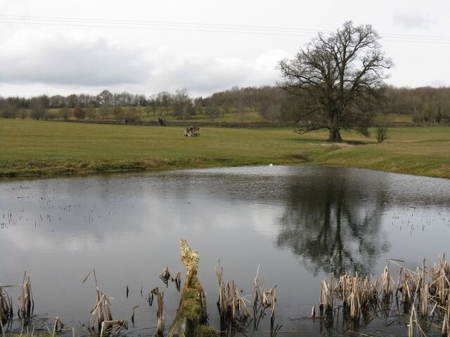 A calm pond with reflections, a leafless tree, and a grassy field.