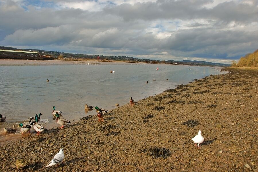 Seaton: View up the Estuary