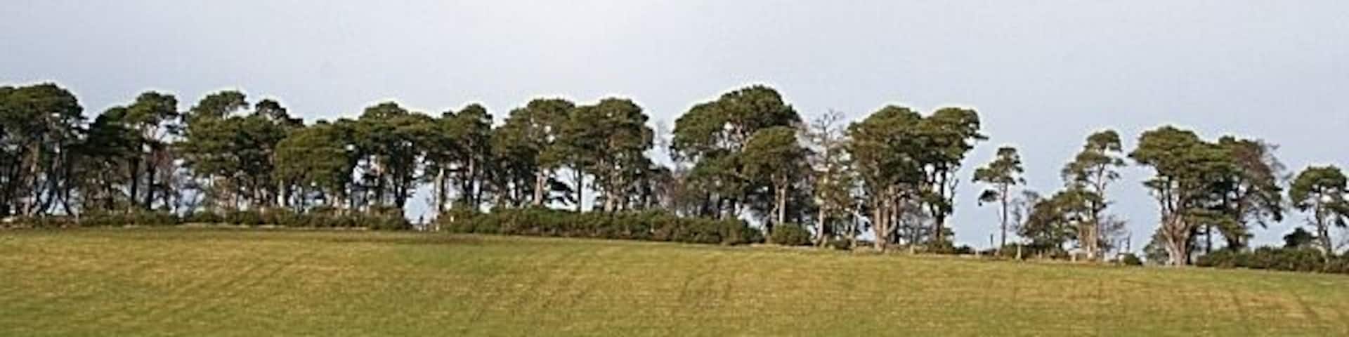 Ten Rood Hill (2) Looking uphill from above Mains of Drummuir.