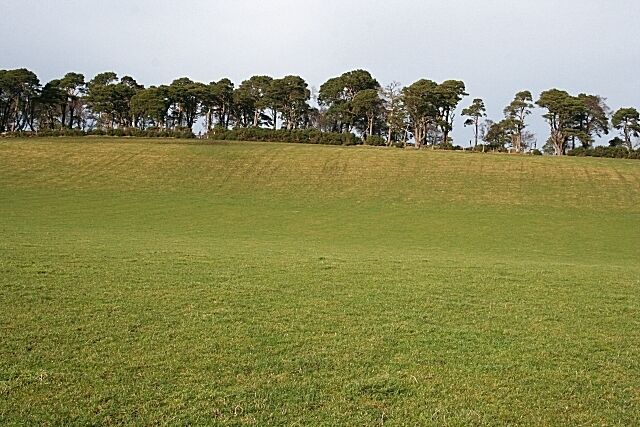 A grassy field with a line of trees in the background.