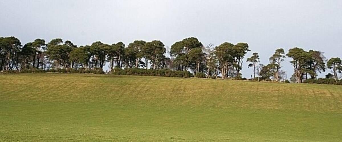 A grassy field with a line of trees in the background.
