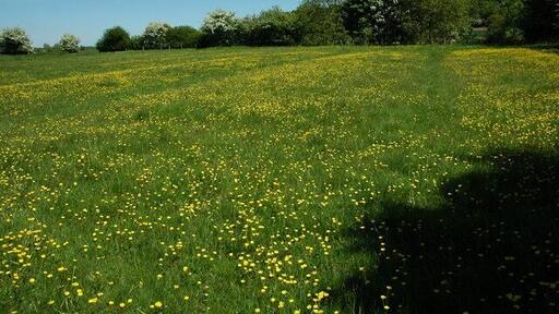 Field near Aston Cantlow