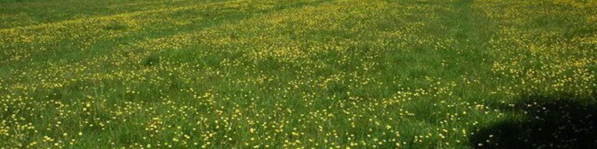 Field near Aston Cantlow