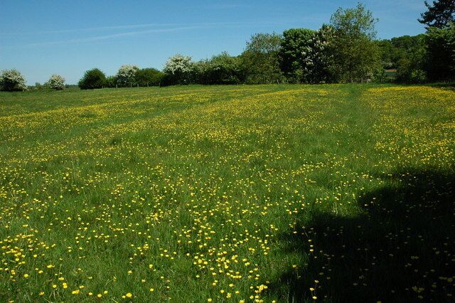 A field of yellow flowers under a clear blue sky.