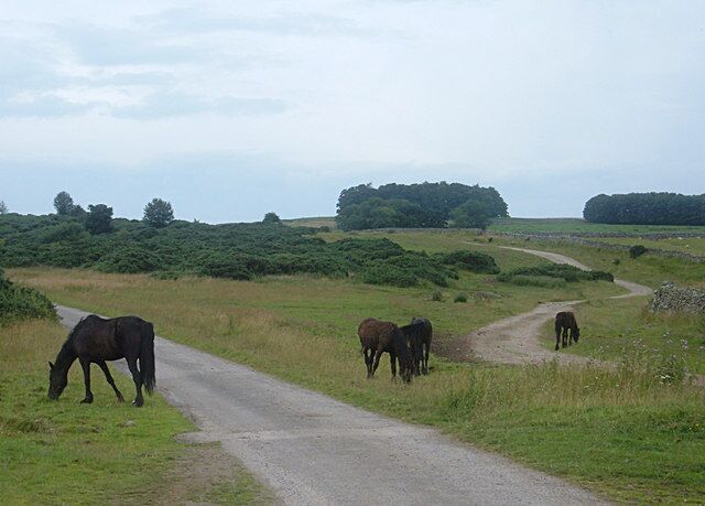 Ponies above Askham The track at right of shot is the bridleway to Moor Divock. The better surfaced track leads to a farm.