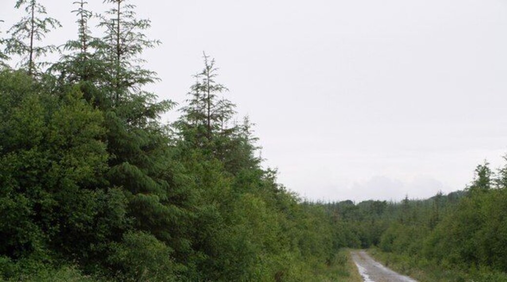 Quoditchmoor Plantations The scene at a crossroads of rides in this large area of accessible woodland. On the left is a turning circle.