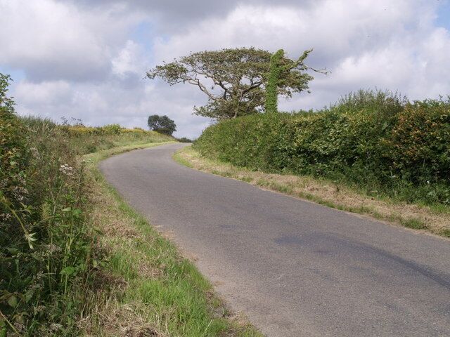 Lane near Ashwater A contrast in tree shapes by the lane approaching Ashwater as it passes Ashmede.