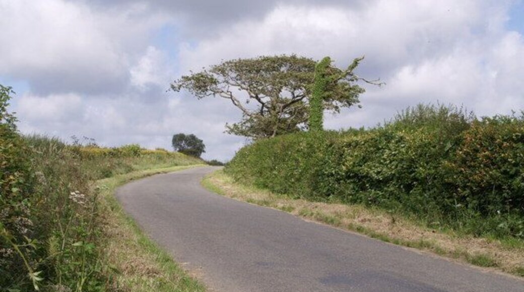 Lane near Ashwater A contrast in tree shapes by the lane approaching Ashwater as it passes Ashmede.