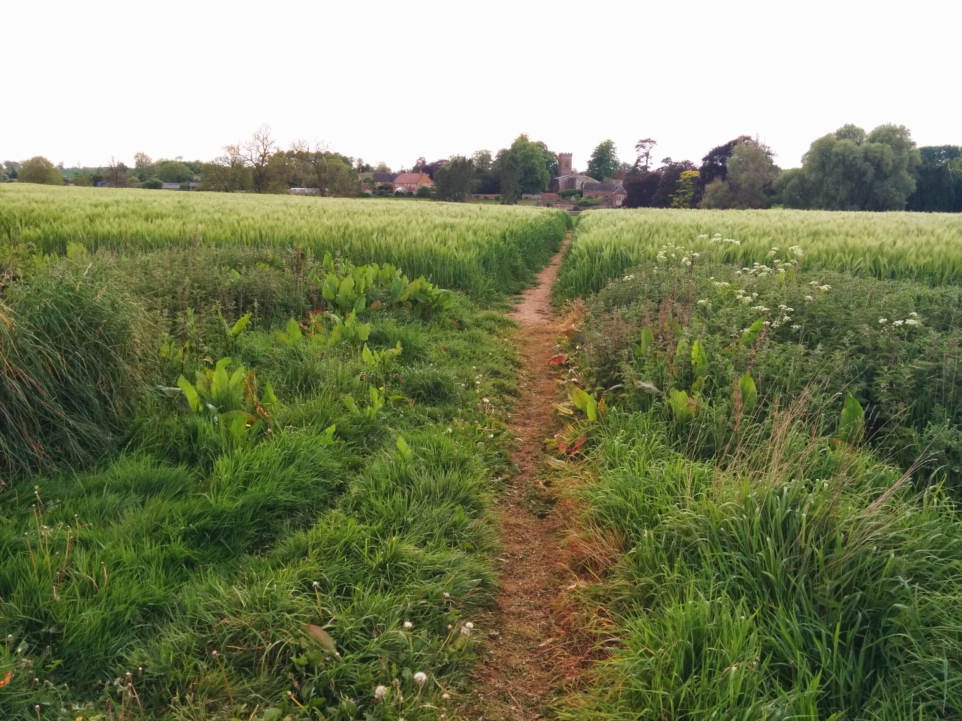 A narrow dirt path through a lush green field with tall grasses and wildflowers, leading to a cluster of houses in the distance.