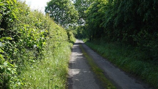 Thomson's Lane
