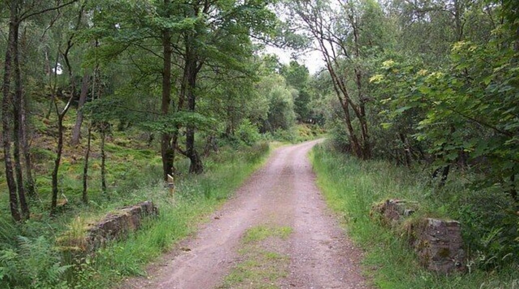 Forest track at Stronvochlan
