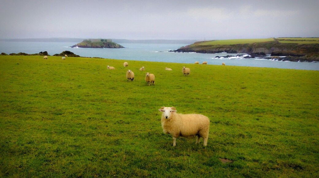 Sheep are just psychotic.
Catherine Hardwicke
After a bit of shouting and stamping of the feet, we finally persuaded the Sheep Lord to stand down and let us pass. Nevertheless, as we passed, he never let down his guard. We also kept vigilant as he looked dangerous and seemed ready for blood.
#hiking