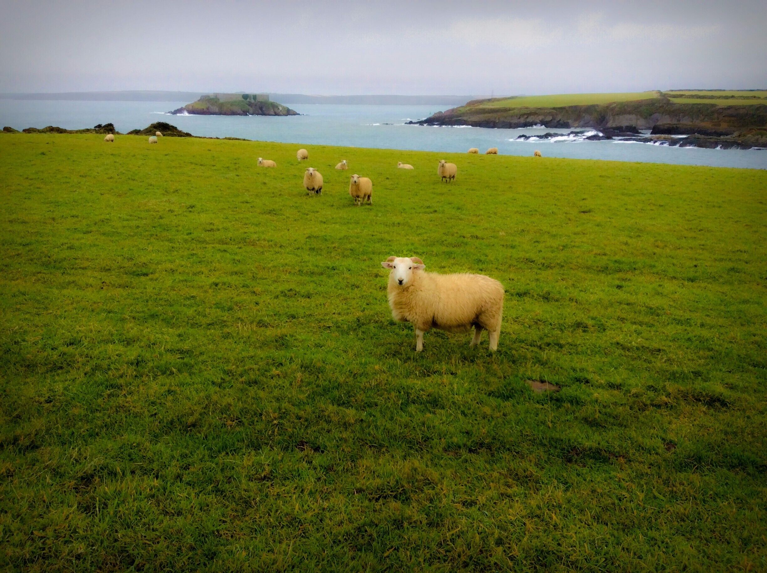 A grassy field with sheep and a coastal landscape in the background.