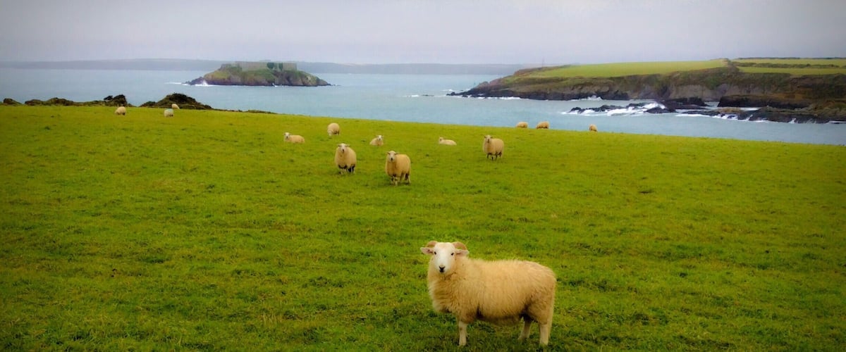A grassy field with sheep and a coastal landscape in the background.