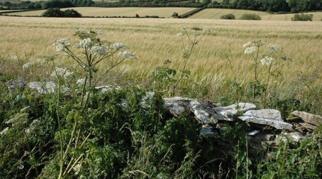 Cow parsley and barley, near Hampen Beyond the cow parsley and the dry-stone wall are fields of barley.