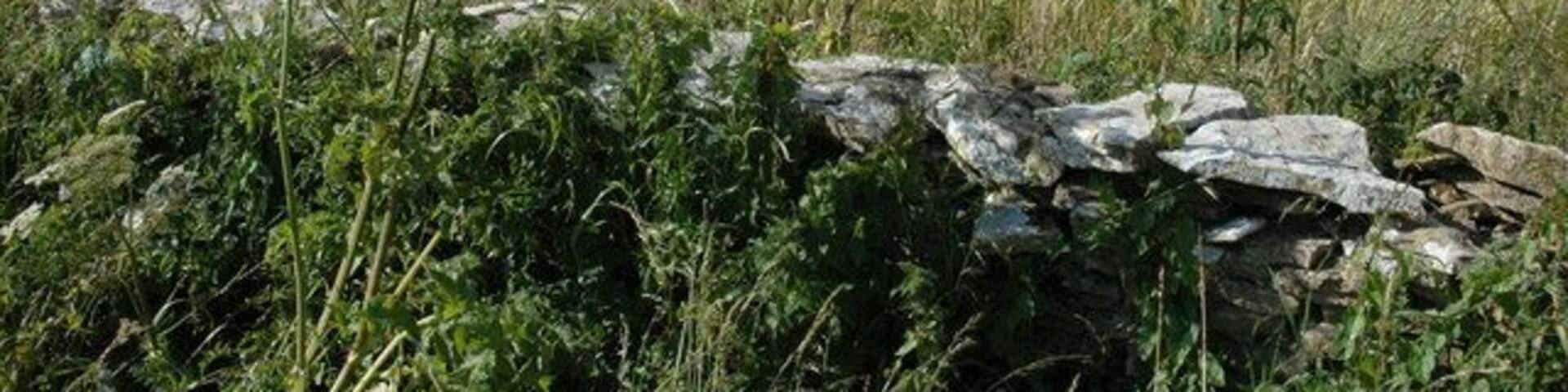 Cow parsley and barley, near Hampen Beyond the cow parsley and the dry-stone wall are fields of barley.