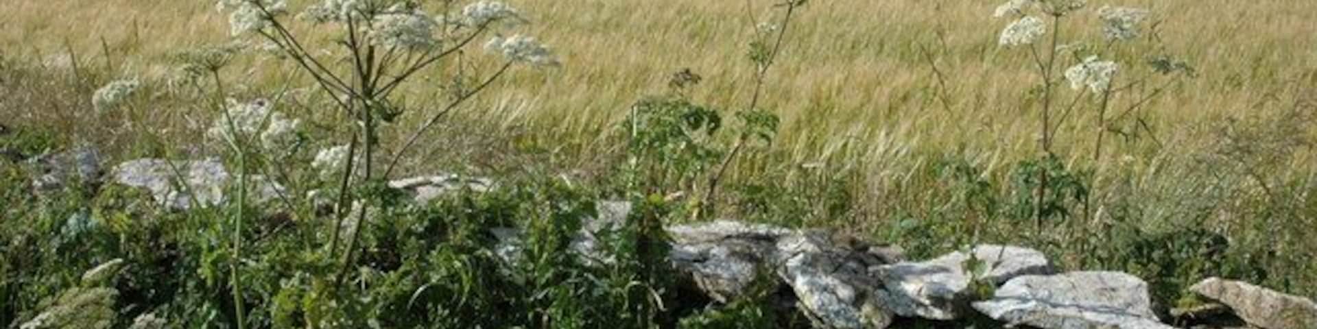 Cow parsley and barley, near Hampen Beyond the cow parsley and the dry-stone wall are fields of barley.