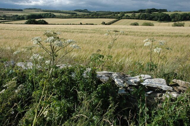 A rural landscape with a stone wall, wildflowers, and rolling hills.