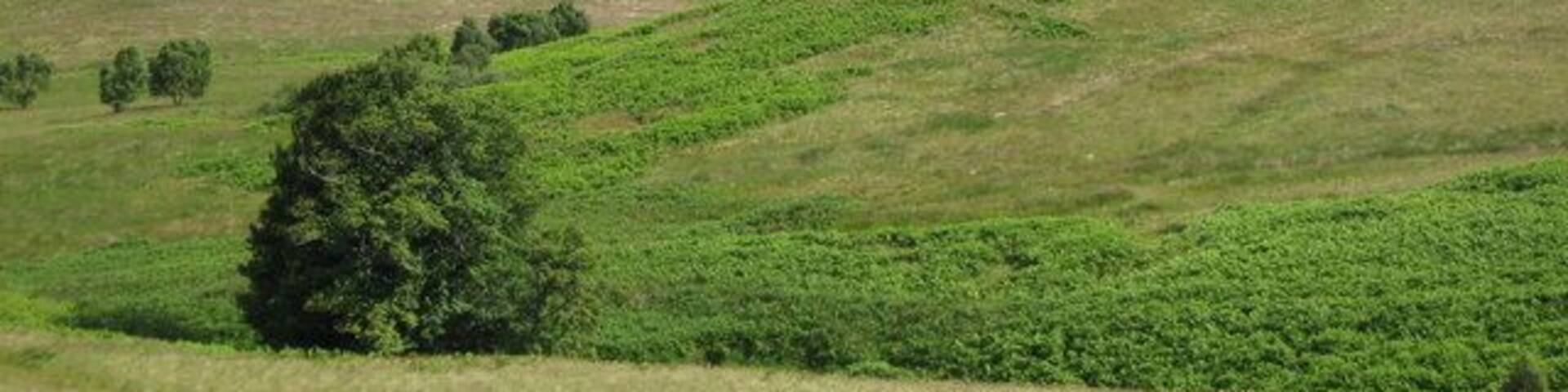 East Wilkwood A ruined farmhouse on the MOD's Otterburn Training Area. For more information, see: http://www.keystothepast.info/durhamcc/K2P.nsf/K2PDetail?readform&PRNMAP=N392