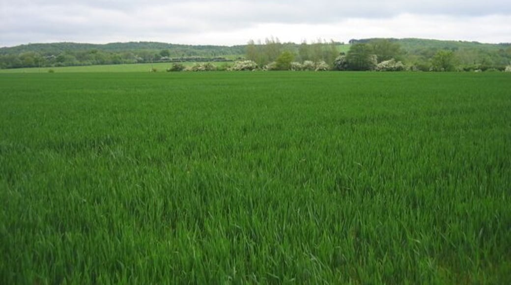View towards Shortwood. Looking across the square from the public footpath near Grange Farm with the woodlands of Shortwood Rough Grounds and Butler's Hill Wood in the distance. Other than this footpath the only general public access to this square is the railway to Redditch which crosses the view shielded by the second hedgerow from the photographer.