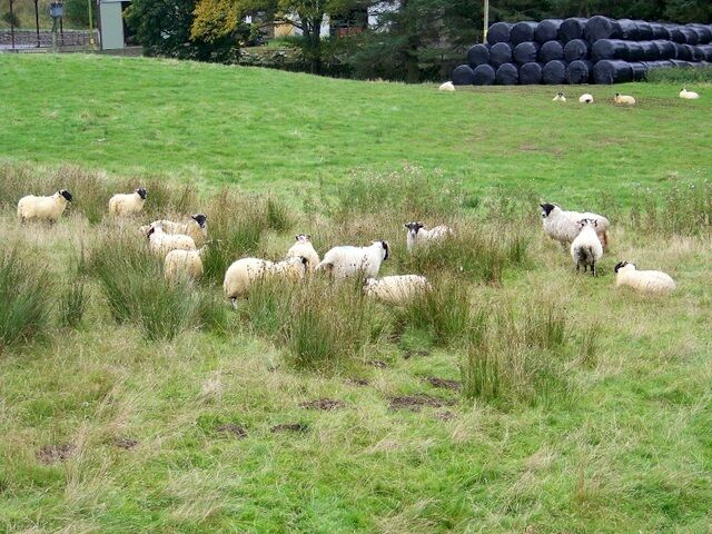 Sheep, Brewlands Bridge A small flock of sheep graze the field beside the River Isla and road.