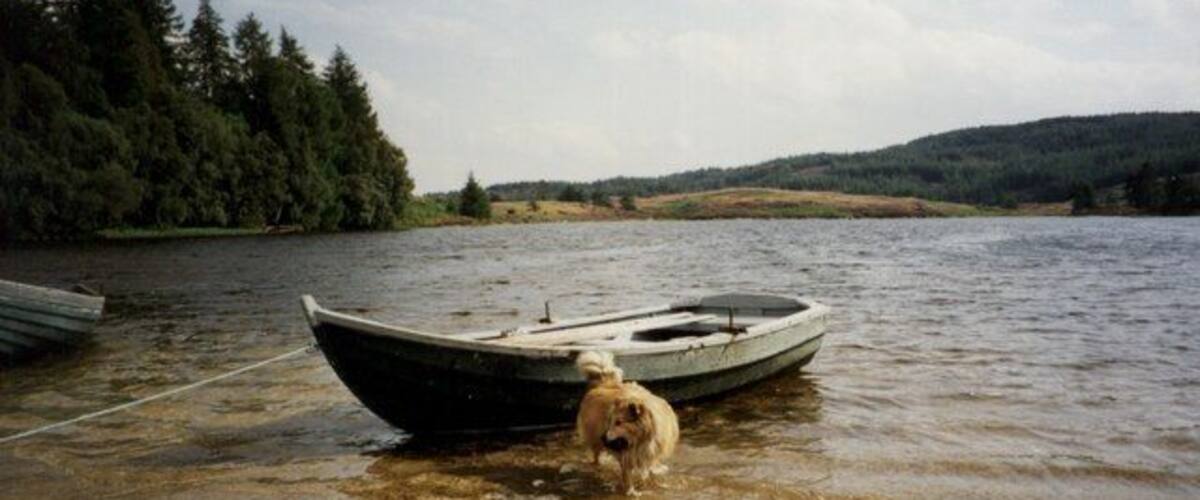 A dog near a boat on a calm lake with trees and hills in the background.